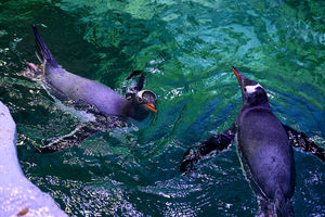 Penguin swimming at the National Sea Life Centre