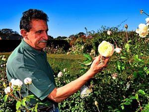 Supporting image for story: Rose business blooms during October warm spell – but storms are now heading for Shropshire