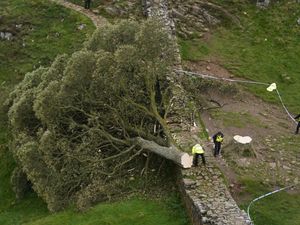 Supporting image for story: Trial date set for Sycamore Gap tree accused