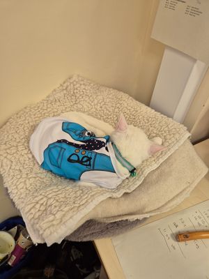 Really, I am ready for work!