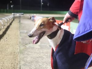 Supporting image for story: Mongys Wild targeting a Monmore double in the Golden Jacket