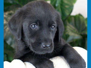 Supporting image for story: Shropshire college’s guide dogs puppy is honing new skills
