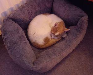 Fred the cat at home