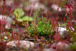 Pioneering heather at the Dudmaston Estate. Picture: Alex Murison