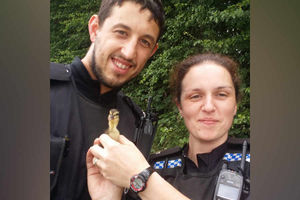 Supporting image for story: Duckling saved by YouTube 'QUACKS' after falling down a drain in Shrewsbury