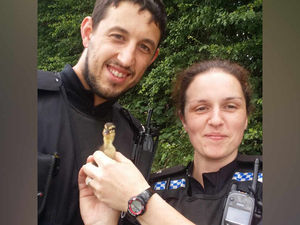 Supporting image for story: Duckling saved by YouTube 'QUACKS' after falling down a drain in Shrewsbury
