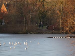 Supporting image for story: Wintry photos show the aftermath of Shropshire's cold snap