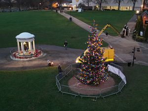 Supporting image for story: Shrewsbury's fallen Christmas tree is back in place - 24 hours after being felled by Storm Bram