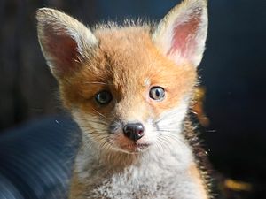 Supporting image for story: Cubs high-tail it to Shropshire rescue centre