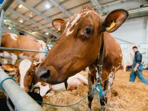Supporting image for story: Telford dairy event attracts thousands 