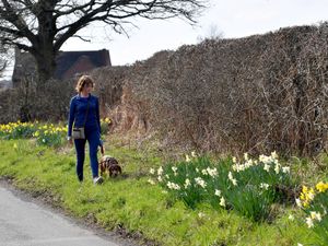 A dog walker admires the daffodils along Bratch Lane, Wombourne