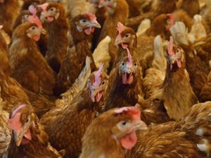 Supporting image for story: Controversial Bridgnorth chicken farm plans to go before inspector