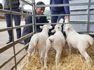 Supporting image for story: In Pictures: Parties show sweeter side as Sunak feeds lambs and Davey bakes cake