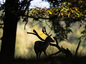 Supporting image for story: Police appeal after dog filmed chasing and fatally injuring deer in Royal Park