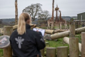 Reaching high numbers with the giraffes.