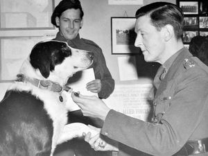 Supporting image for story: War dog Rob's medals for gallantry in Second World War sell at auction for world-record price of £140,000