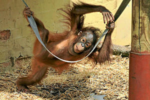 Sprout the baby Orang utan who was born at the zoo