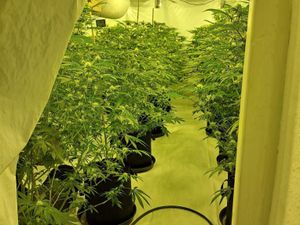 Supporting image for story: Man arrested after police raid uncovers 'large' cannabis grow in Wem