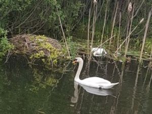 Supporting image for story: Female swan shot dead while nesting her eggs on Walsall canal