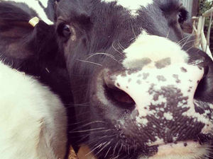 Supporting image for story: Shropshire probe under way after TB found in herd from sale