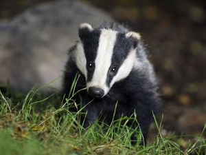 Supporting image for story: Government sets out plans to halt new badger cull licences after next year