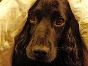 Supporting image for story: Pet owners advised to help animals whose anxiety levels will increase during bonfire night