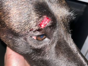 Supporting image for story: Appeal to witnesses after police dog left with nasty gash following violence