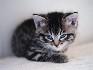 Supporting image for story: RSPCA ‘begging’ people not to dump their pets this winter