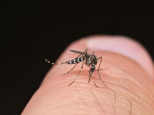 Supporting image for story: What is dengue fever and am I at risk?
