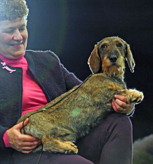 Maisie the Wire-haired Dachshund winner of Best in Show 2020 at the Birmingham National with her owner Kim McCalmont at the Exhibition Centre (NEC) during the Crufts Dog Show