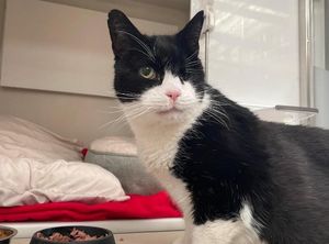 Gabriel was given up for adoption when his previous owner was disagnosed with dementia and was unable to care for him properly