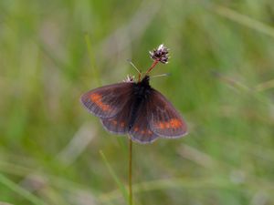 Supporting image for story: Lake District walkers urged to look out for England’s only mountain butterfly