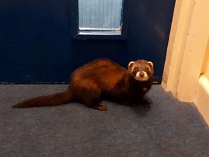 Supporting image for story: Unusual visitor as POLECAT turns up at youth centre  