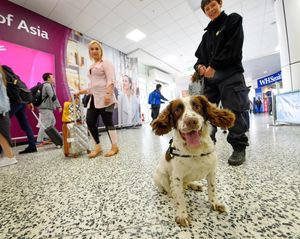 Bertie the sniffer dog