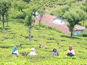 Supporting image for story: Fairtrade flags ‘window of opportunity’ to drive systemic change for tea farmers