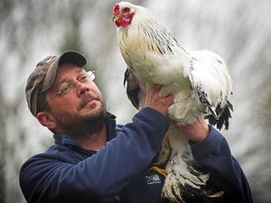 Supporting image for story: Avian flu could be on its way to Shropshire this winter