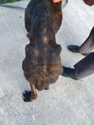 The dog was found near the A41 in Albrighton by Martin Yates