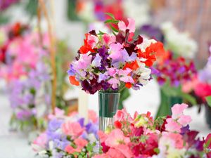 Supporting image for story: Hundreds turn out to Wem Sweet Pea show