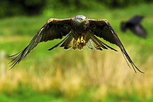 Photo: Instagram @CalHibbard - 22-year-old wildlife photographer