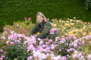 Diana Perry a gardener doing some pruning at the David Austin Rose gardens in Albrighton ,Shropshire. 