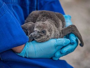Supporting image for story: Zoo hails arrival of nine endangered penguin chicks