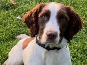Supporting image for story: Police dog behind £250,000 criminal cash haul dies after collision