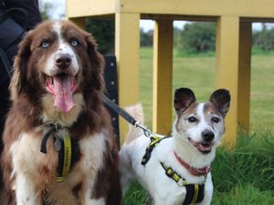 Supporting image for story: Old girls Esther and Maddie look for their forever home