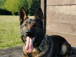 Supporting image for story: Police dog helps catch suspected robbers in Bridgnorth