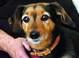 Supporting image for story: Otto is world's oldest dog - official
