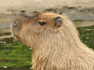 Supporting image for story: She's home! Cinnamon the capybara's week-long adventure capped off as giant rodent is caught at last