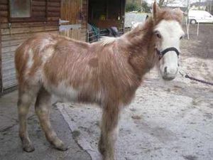 Supporting image for story: Woman fined for keeping emaciated horses