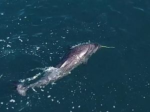 Supporting image for story: We now know why narwhals have tusks