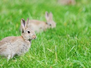 Supporting image for story: Quiz: Which famous bunny are you?