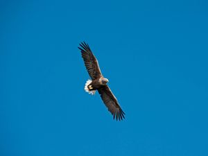 Supporting image for story: UK’s oldest white-tailed eagle dies aged 32